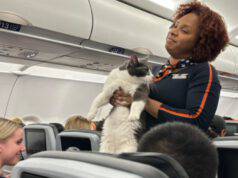 gatto aereo fuggito volo