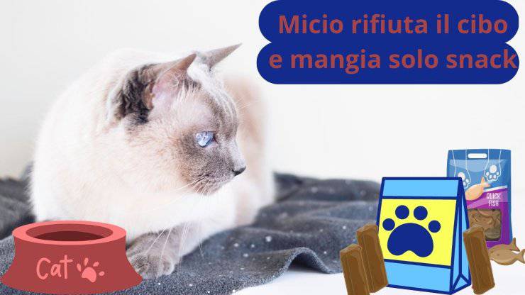 Gatto non mangia il suo cibo