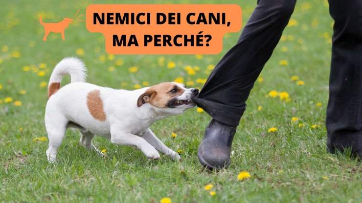 cane aggressivo