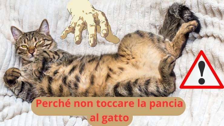 Pancia del gatto