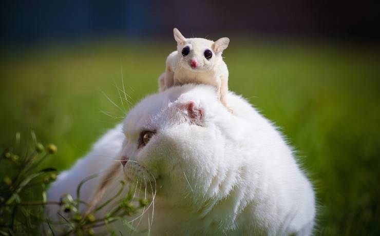 Petauro dello zucchero e gatto