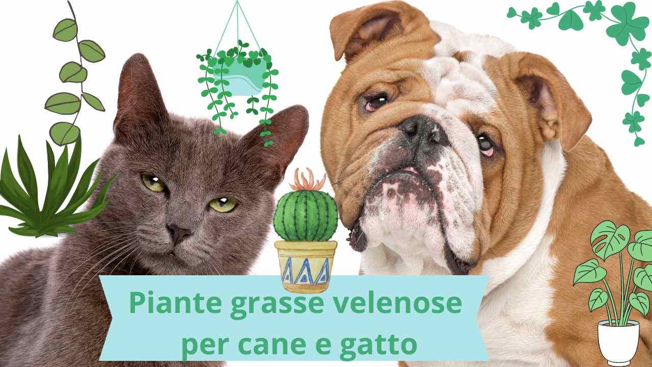 Bomboniera Con Piante Grasse Succulente E Mini Cactus In Vasetto Di Ceramica Bianco Personalizzata Con Nome Logo Universita E Data Idea Bomboniera Laurea