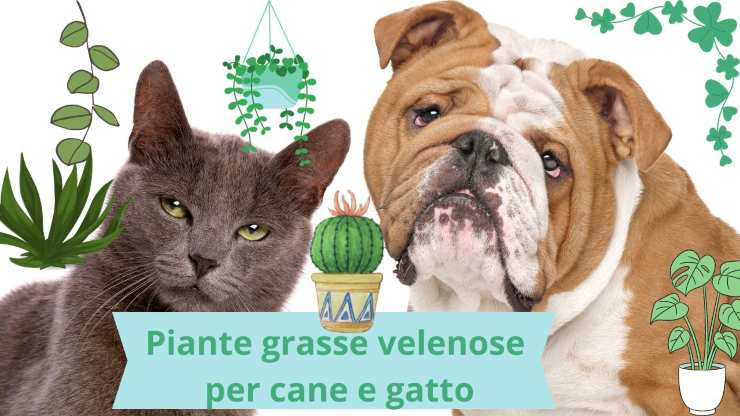 Piante da non avere in casa per cani e gatti