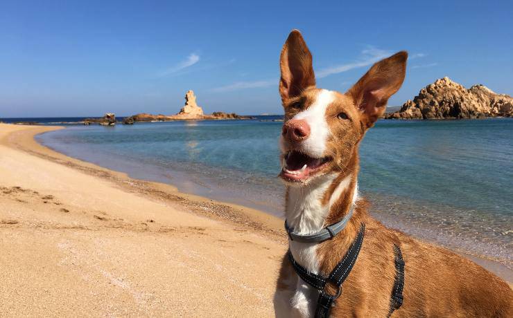 podenco ibicenco