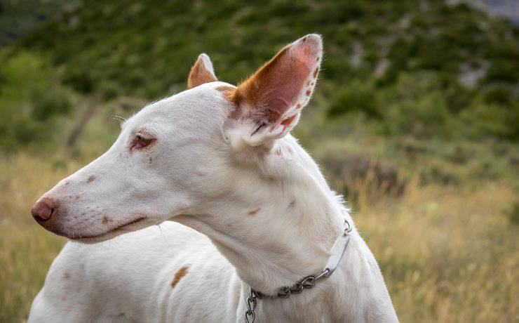 podenco ibicenco