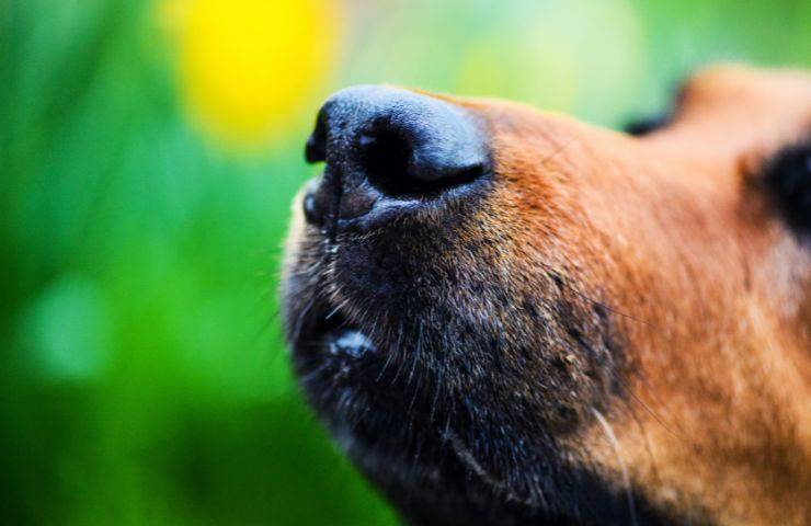 Cane annusa tutto