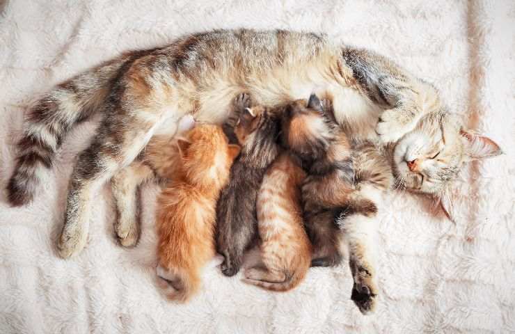 Mamma gatta e i suoi gattini appena nati