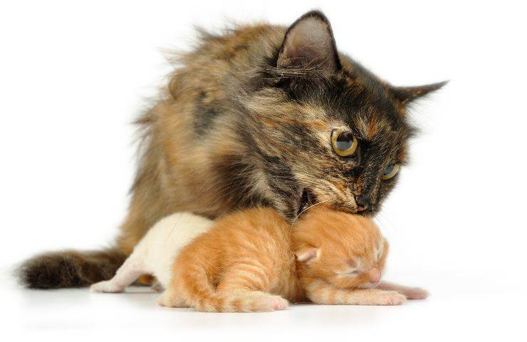 Mamma gatta e il gattino