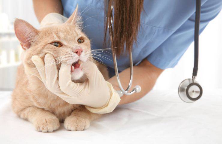 Visita dal veterinario 