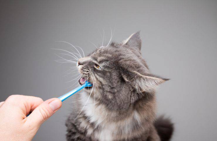Igiene orale del gatto