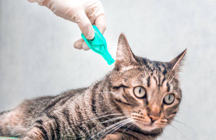Trattamento anti-parassitario per il gatto