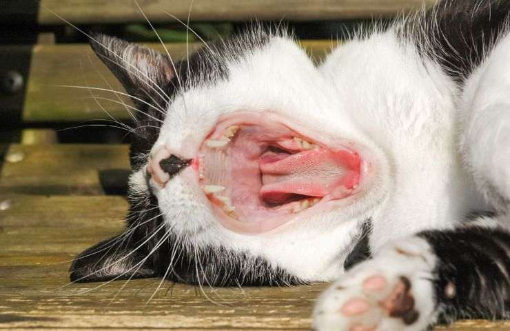 Problemi orali nel gatto