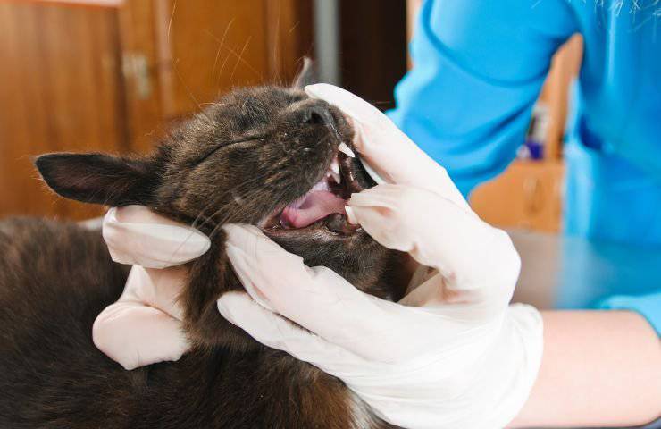 Controllo denti del gatto