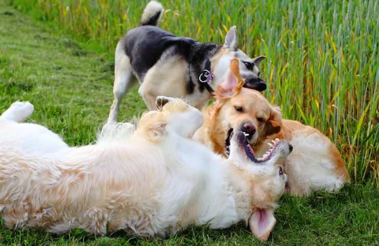 Cane gioca con altri cani