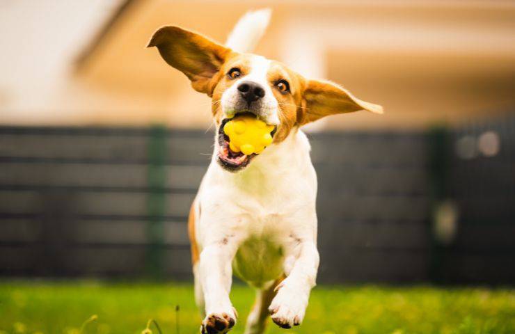 Cane gioca con la pallina