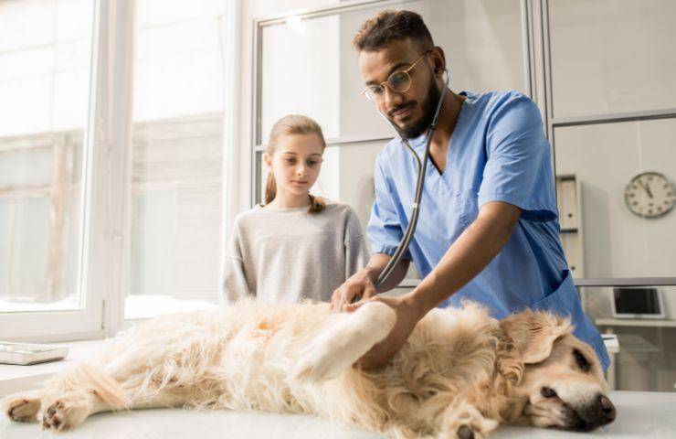 visita veterinaria canina