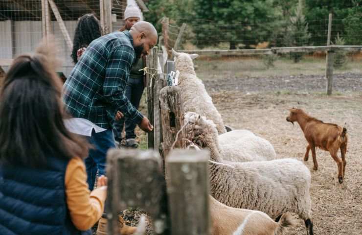 Animali da fattoria