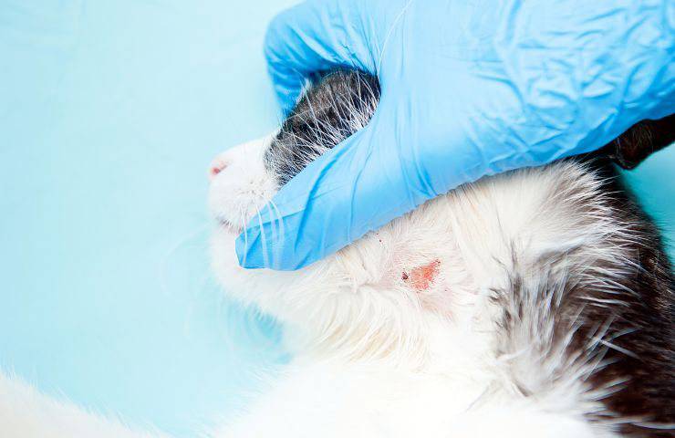 Visita dermatologica del gatto