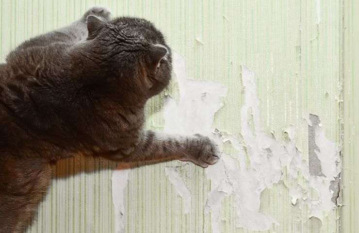 Gatto gratta le superfici