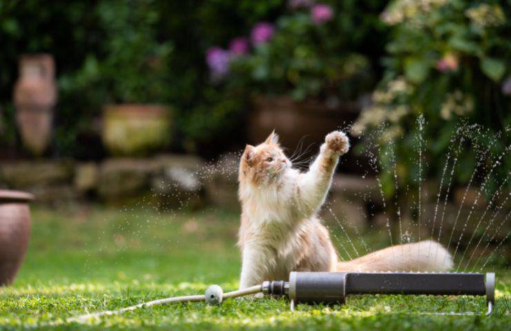 Gatto gioca con l'acqua