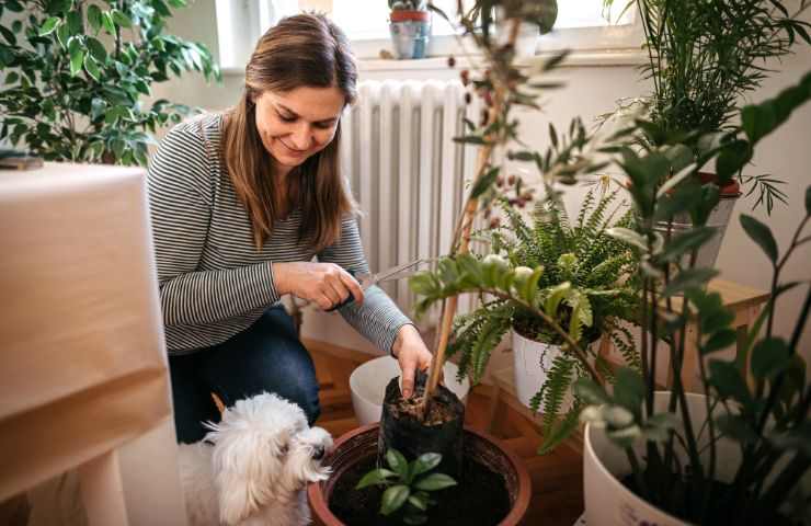 Padrona e cane tra le piante