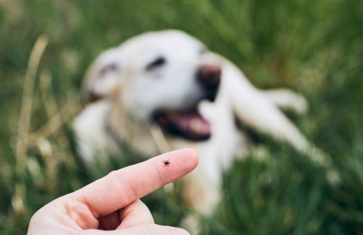 Zecche sul cane