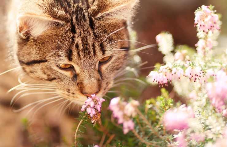 gato entre las flores