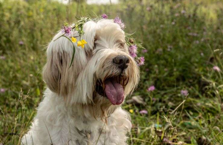 Cane tra i fiori