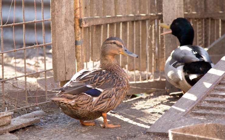 alloggio per uccelli acquatici