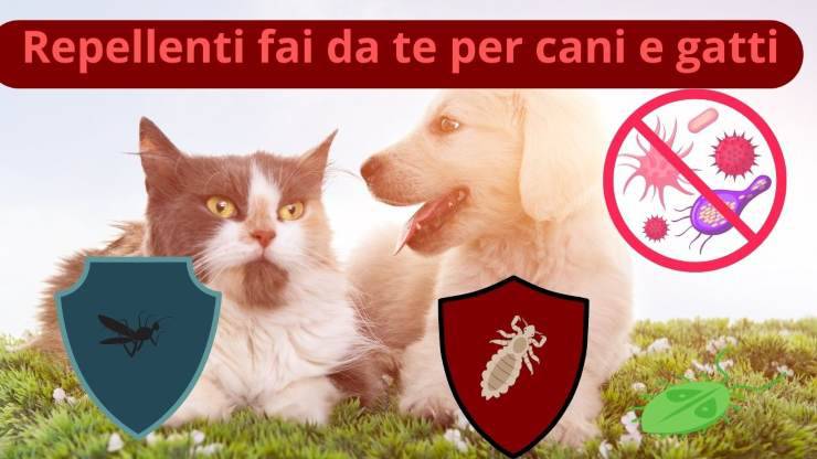 Protezione di cani e gatti contro parassiti