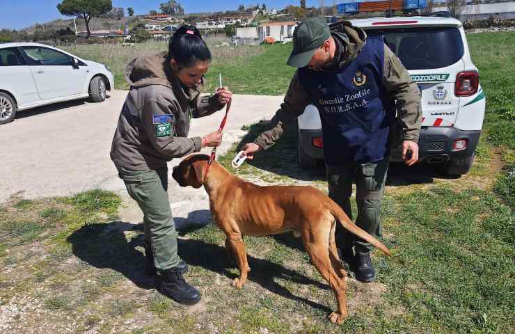 cane lasciato senza cibo e acqua