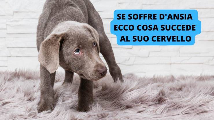 paura nel cane 