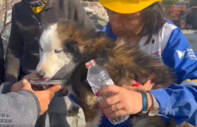 Salvataggio cagnolino sisma Turchia