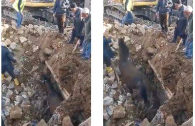 Salvataggio cavallo Turchia terremoto