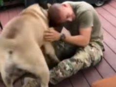 gioia cane emozione soldato