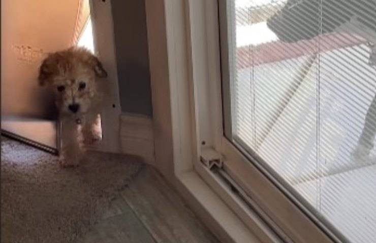 cane insegna a sorella ad aprire la porta