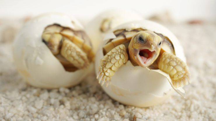 tartaruga appena nata 