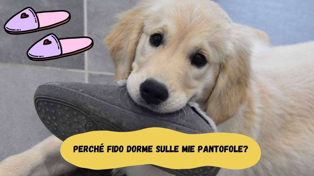 Pantofole Aperte Sul Retro Donna Macarena Isasa76-am - Sintetico, Fodera In Pelliccia, Suola Tessile, Comode E Pratiche