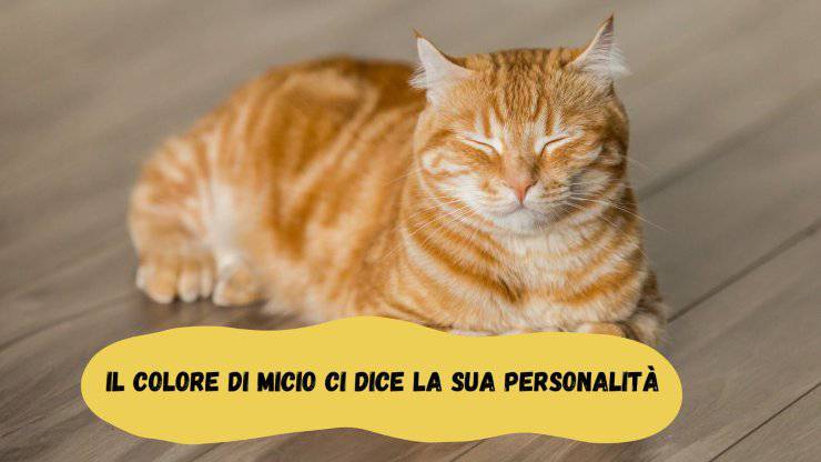 Dimmi di che colore è il tuo gatto