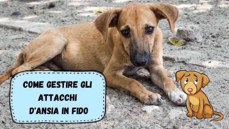 Attacchi d'ansia nel cane