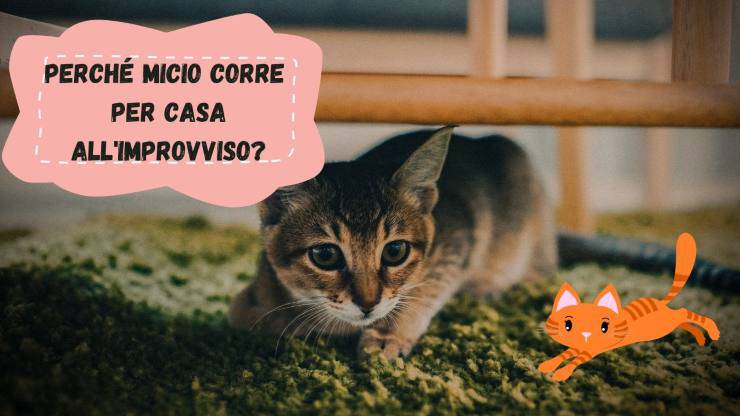 Il gatto corre per casa all'improvviso