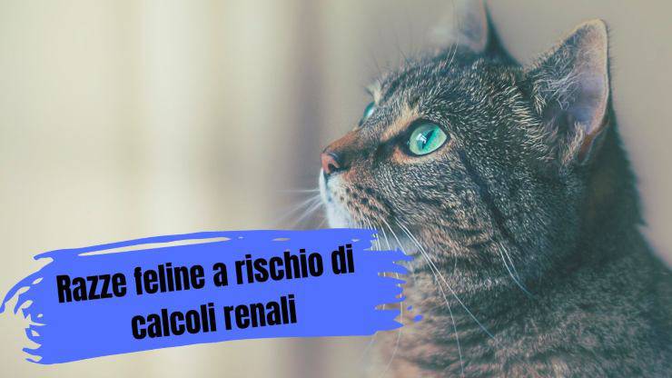 Calcoli renali nel gatto