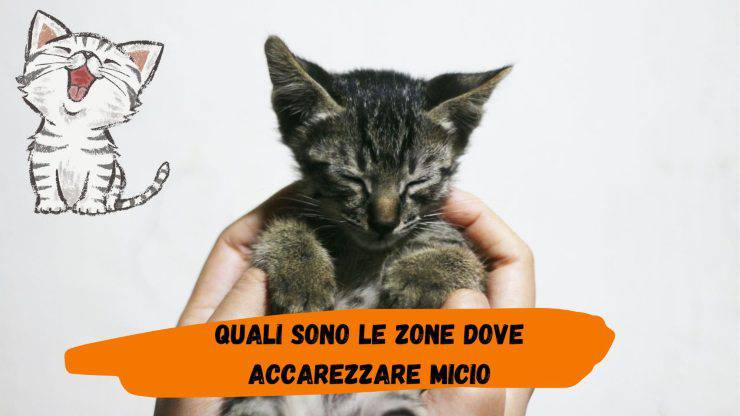 Accarezza qui il tuo gatto se vuoi farlo felice