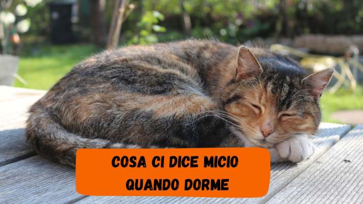 La posizione del gatto quando dorme dice moltissimo