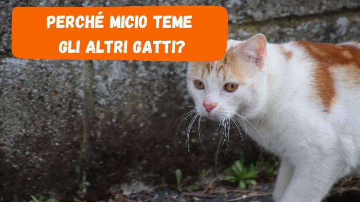 Perché il gatto teme gli altri gatti