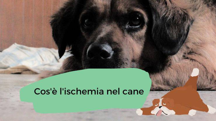 Ischemia nel cane