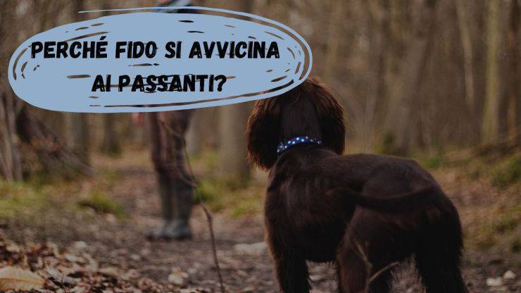 Perché il cane si avvicina ai passanti