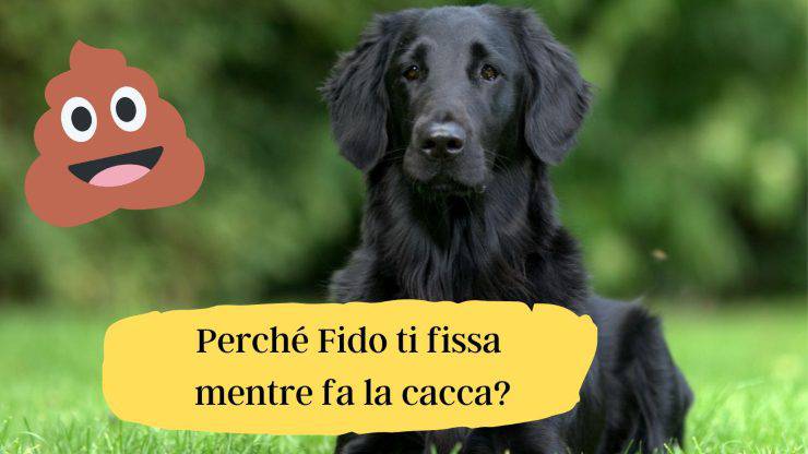 Il cane fissa mentre fa la cacca