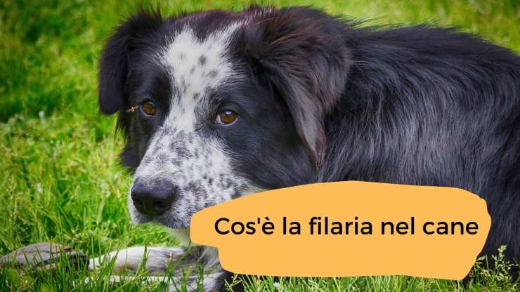 Filaria nel cane