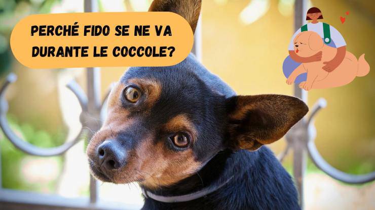 Il cane se ne va durante le coccole